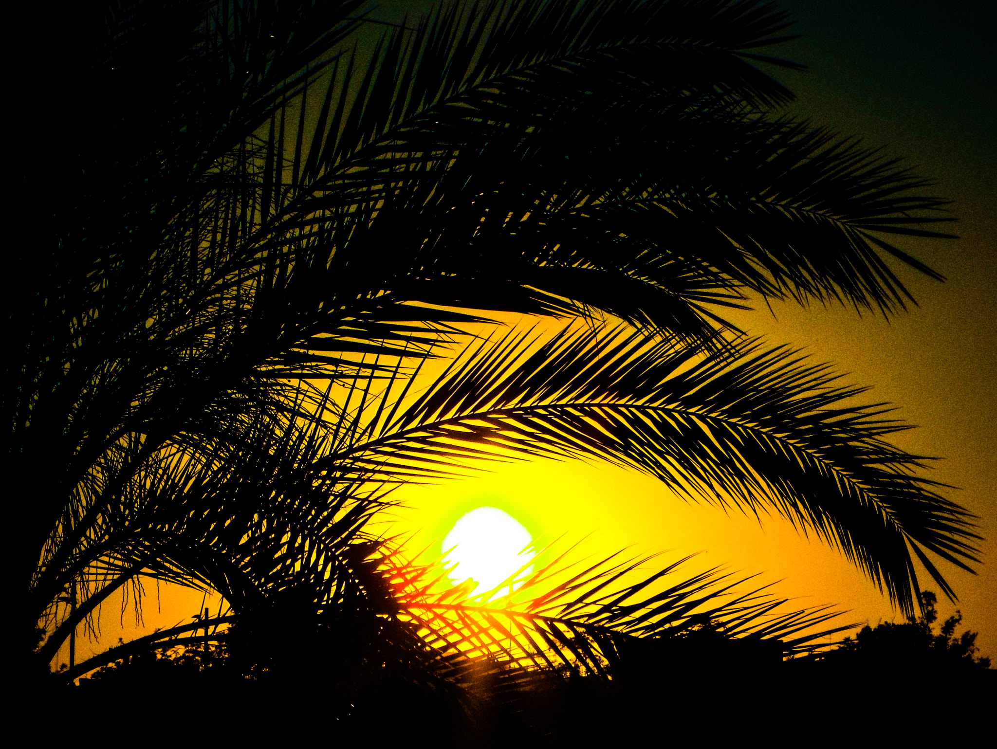 Fujifilm FinePix S9400W sample photo. Palm leaf sunset photography