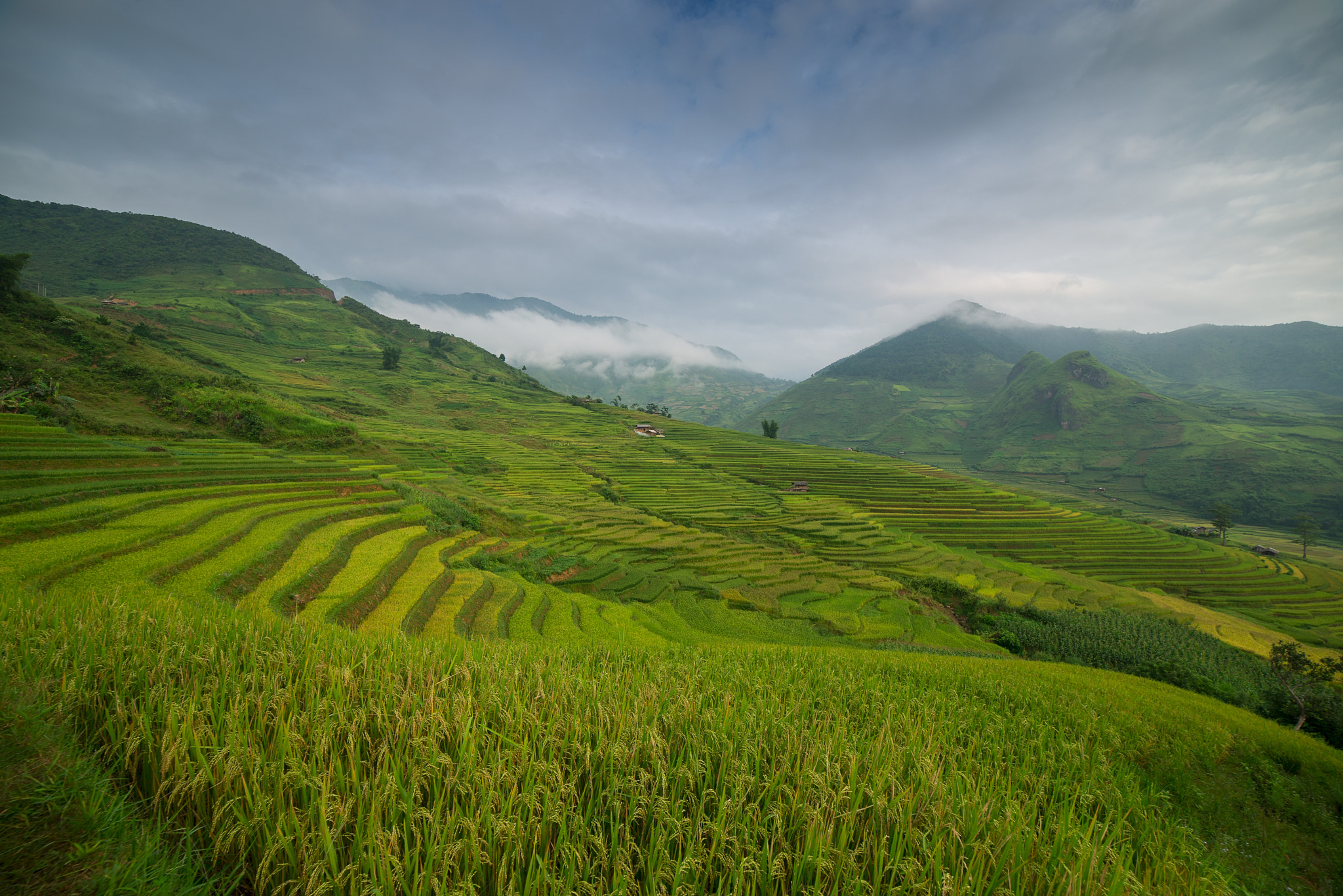 Nikon D800E + Samyang 14mm F2.8 ED AS IF UMC sample photo. Rice terrace farm in vietnam photography