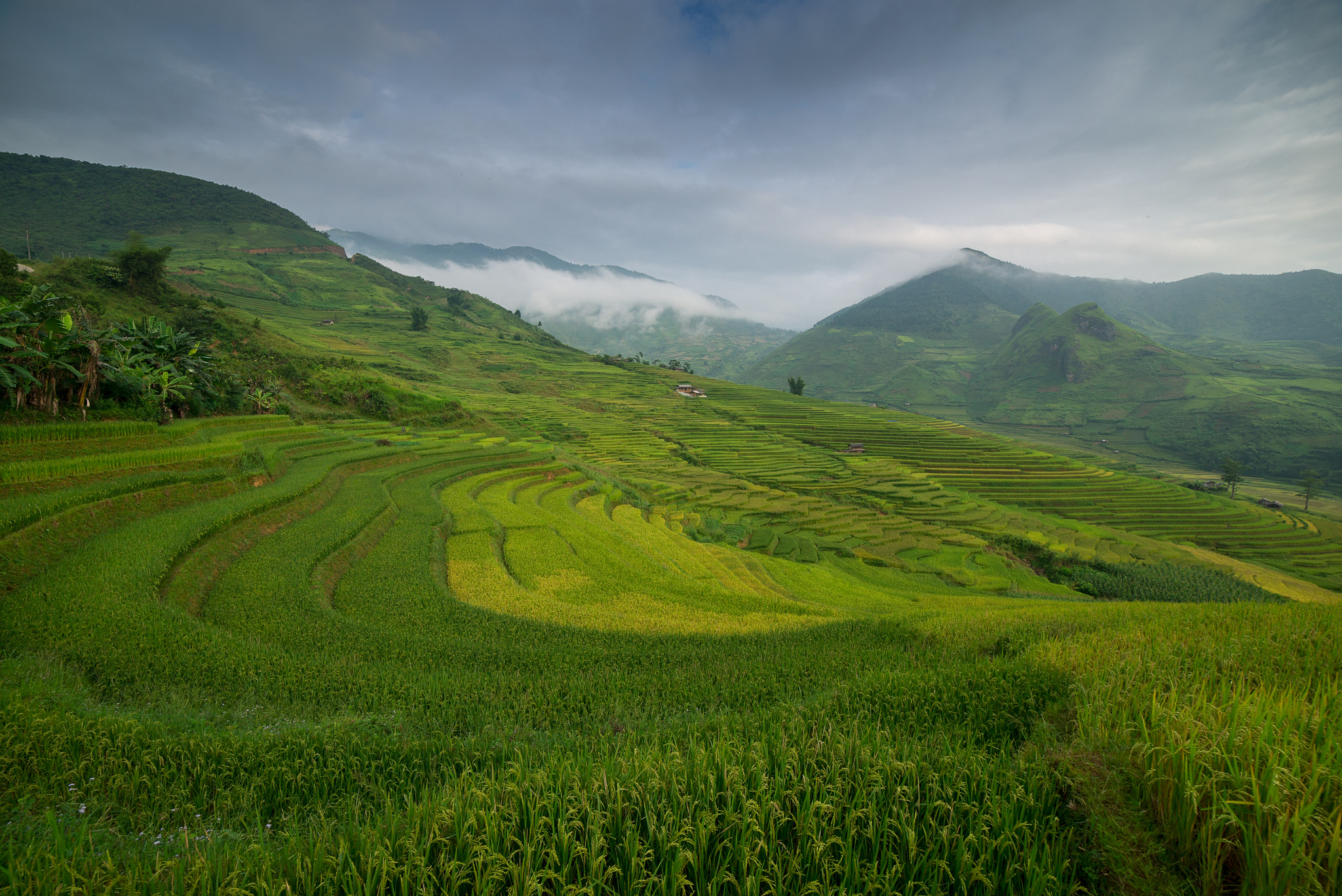 Samyang 14mm F2.8 ED AS IF UMC sample photo. Rice terrace farm in vietnam photography