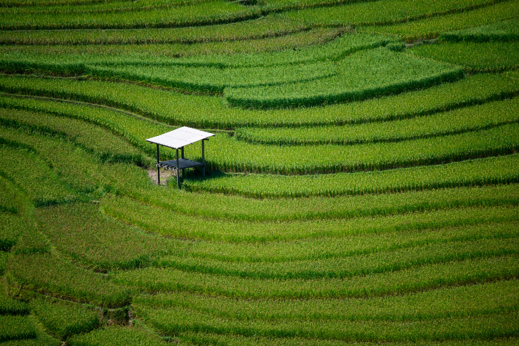 Nikon D800E sample photo. Rice terrace farm in vietnam photography