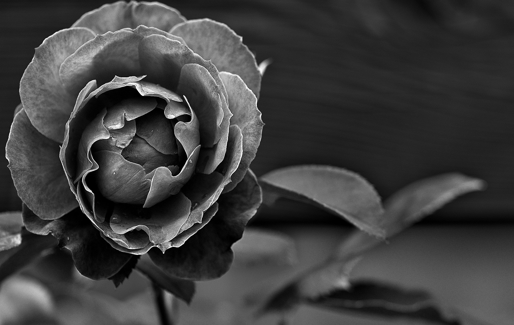 Pentax K-50 + Pentax smc D-FA 100mm F2.8 Macro WR sample photo. Red rose monochrome photography