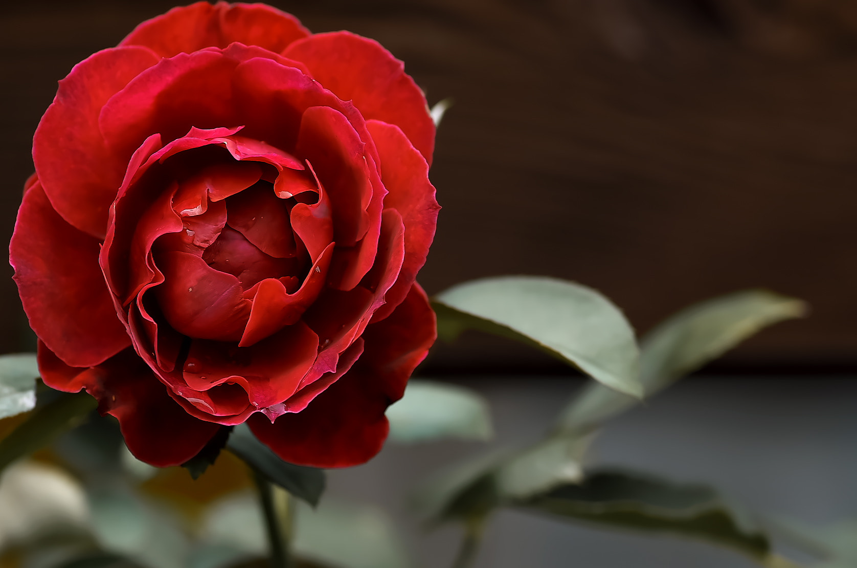 Pentax K-50 + Pentax smc D-FA 100mm F2.8 Macro WR sample photo. Red rose photography