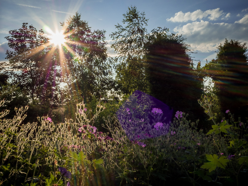 Olympus OM-D E-M5 II + Olympus M.Zuiko Digital 17mm F2.8 Pancake sample photo. Summer! photography