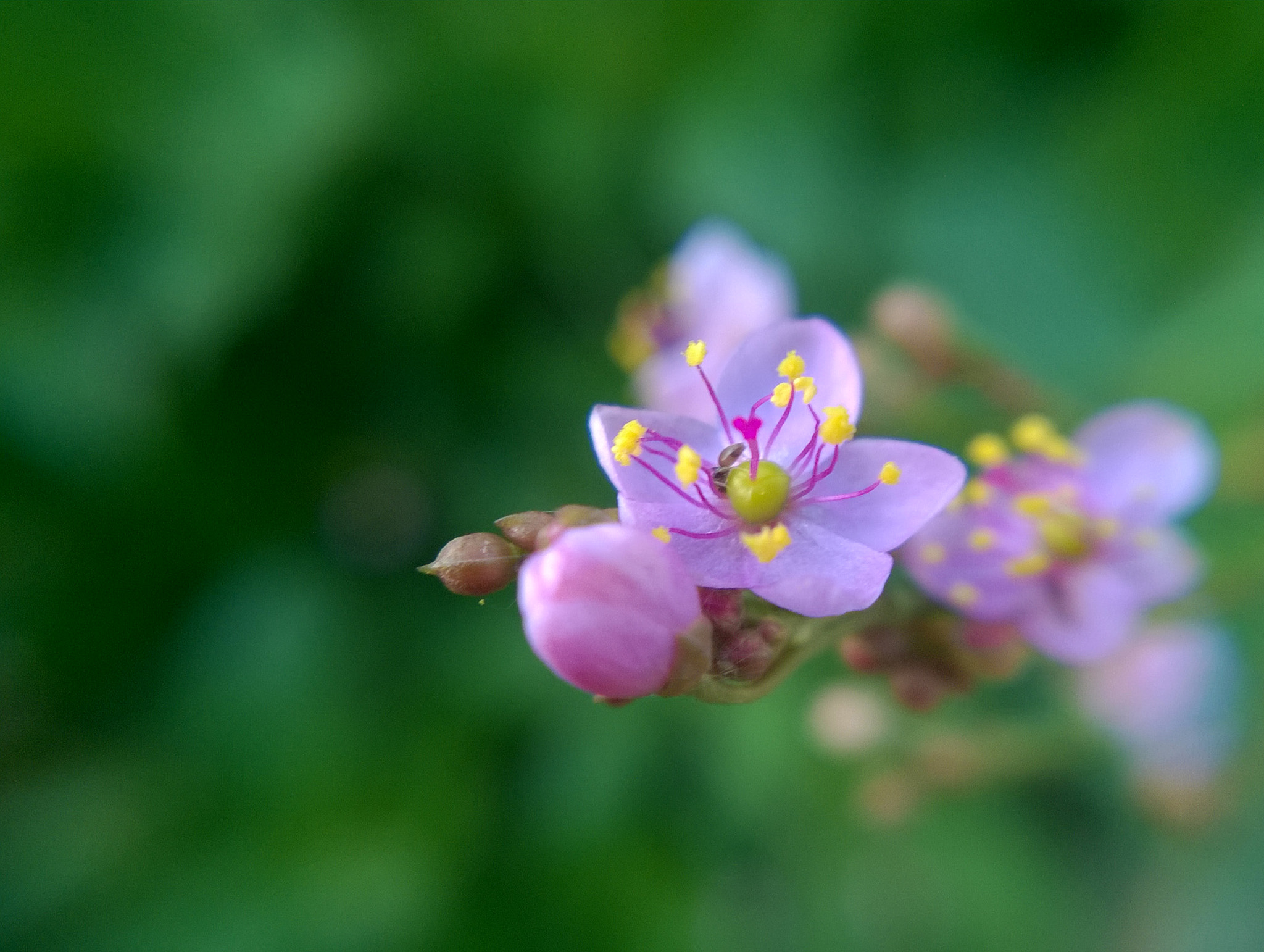 Nokia Lumia 730 Dual SIM sample photo. Tiny photography
