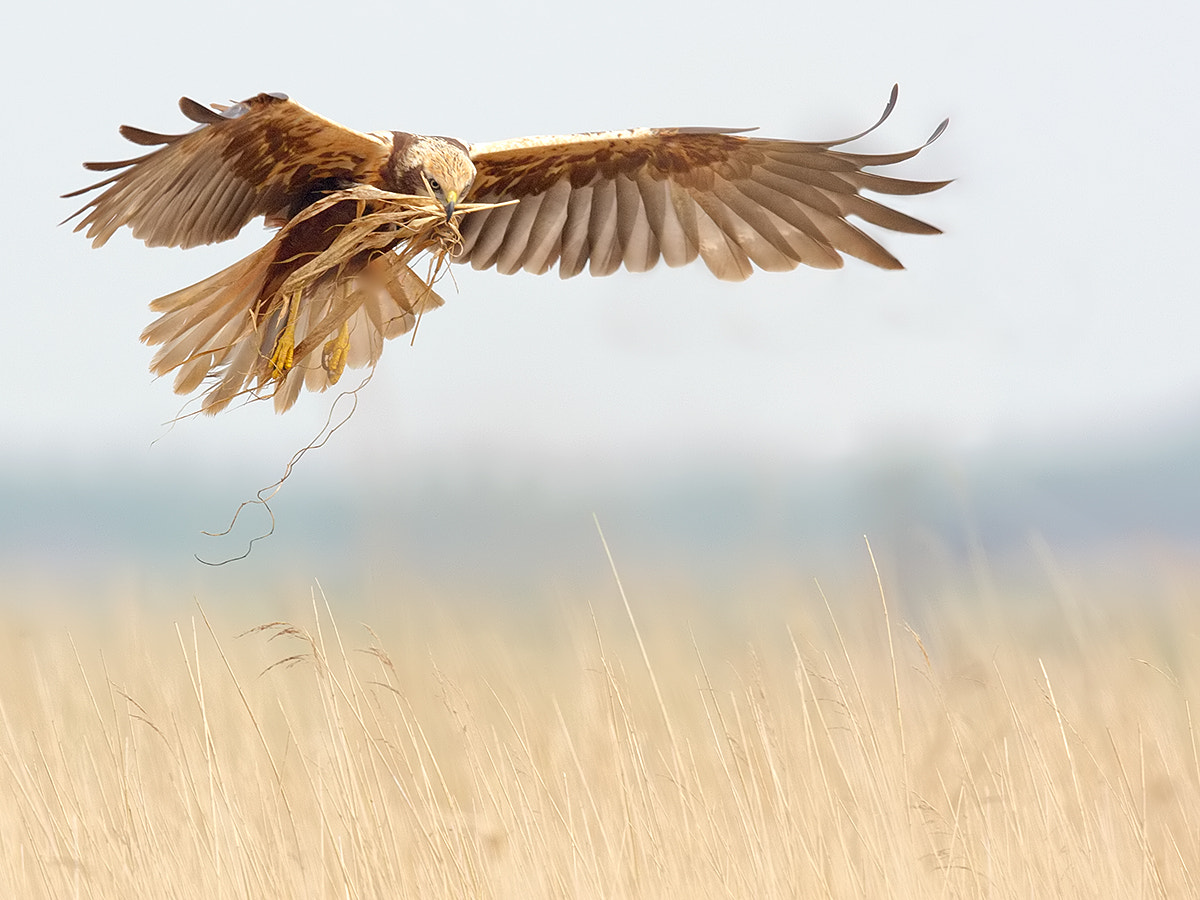 Canon EF 600mm F4L IS II USM sample photo. Marsh harrier photography