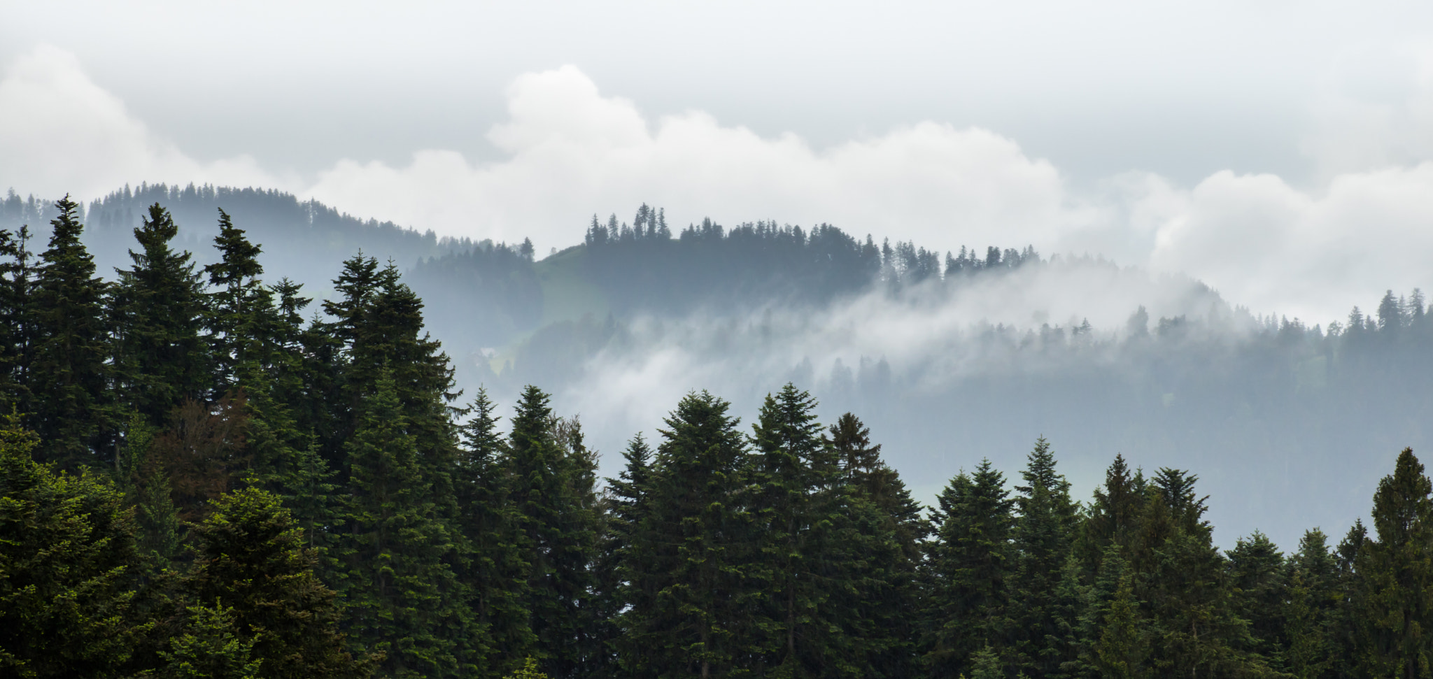 Canon EF 75-300mm f/4-5.6 USM sample photo. Foggywoods photography