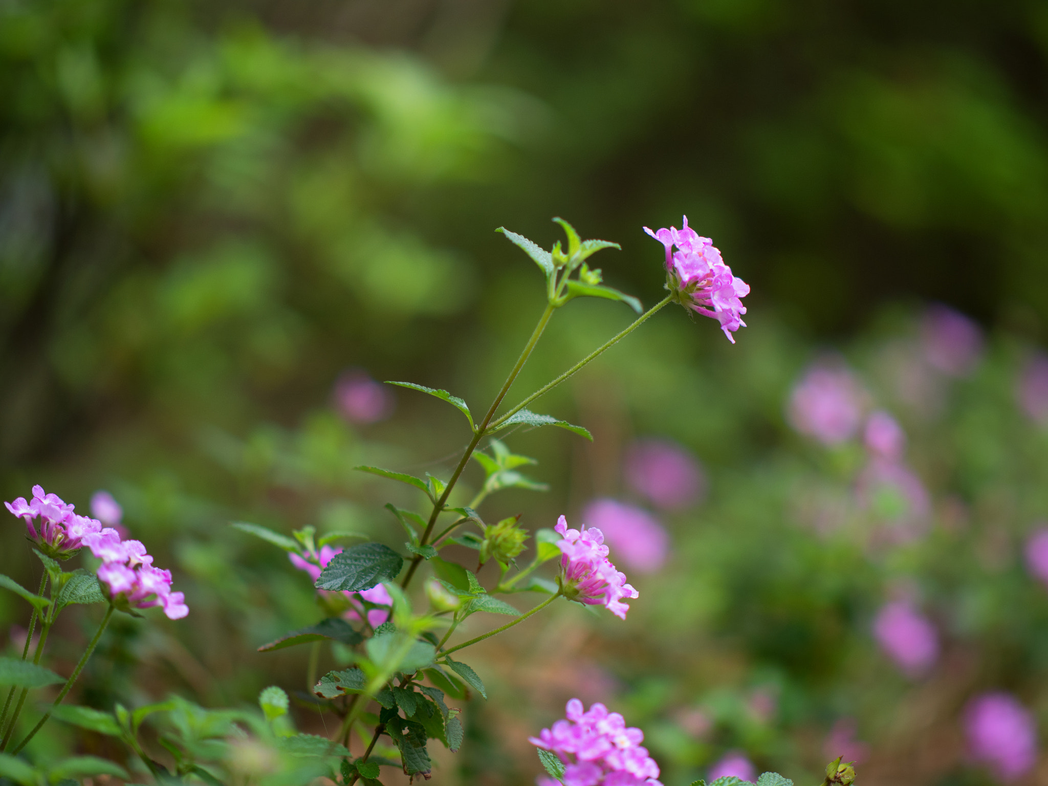 Panasonic Leica DG Nocticron 42.5mm F1.2 ASPH OIS sample photo. Tiny daisy photography