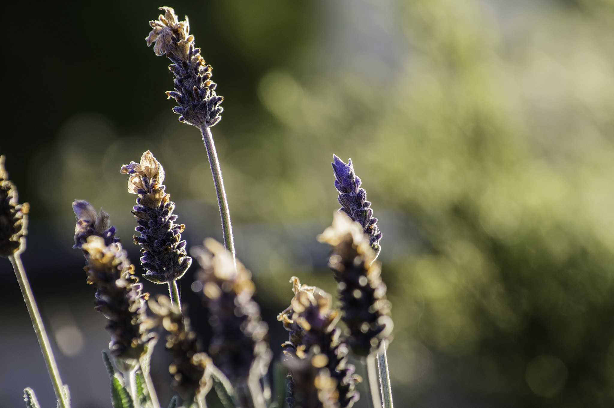 Pentax smc DA* 50-135mm F2.8 ED (IF) SDM sample photo. Lavender photography