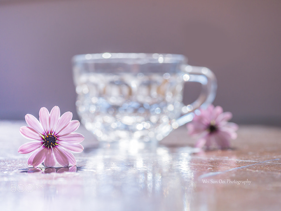 Panasonic Leica DG Macro-Elmarit 45mm F2.8 ASPH OIS sample photo. African daisy 03 photography