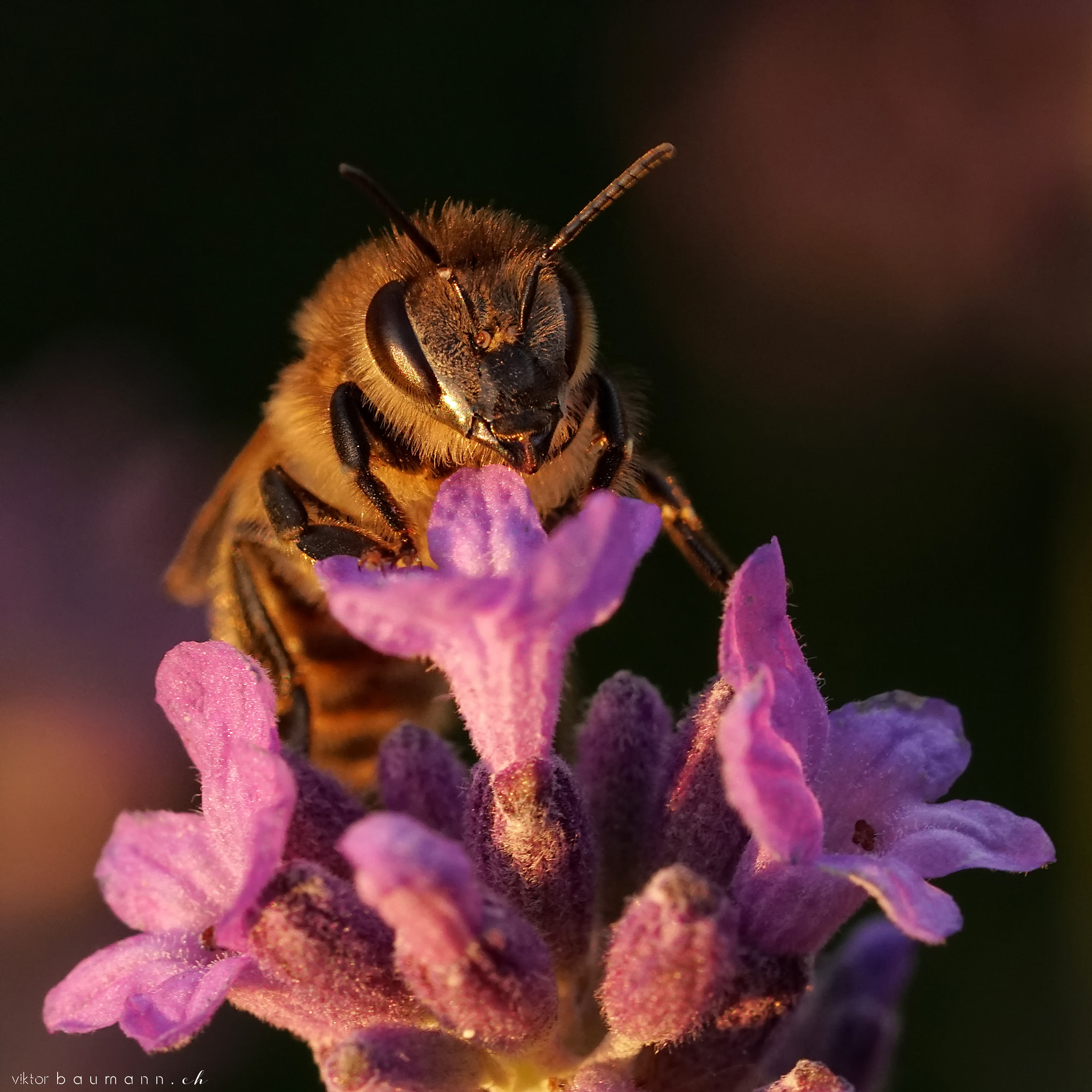 Sony a6300 + Sony FE 90mm F2.8 Macro G OSS sample photo. Lavender kiss photography