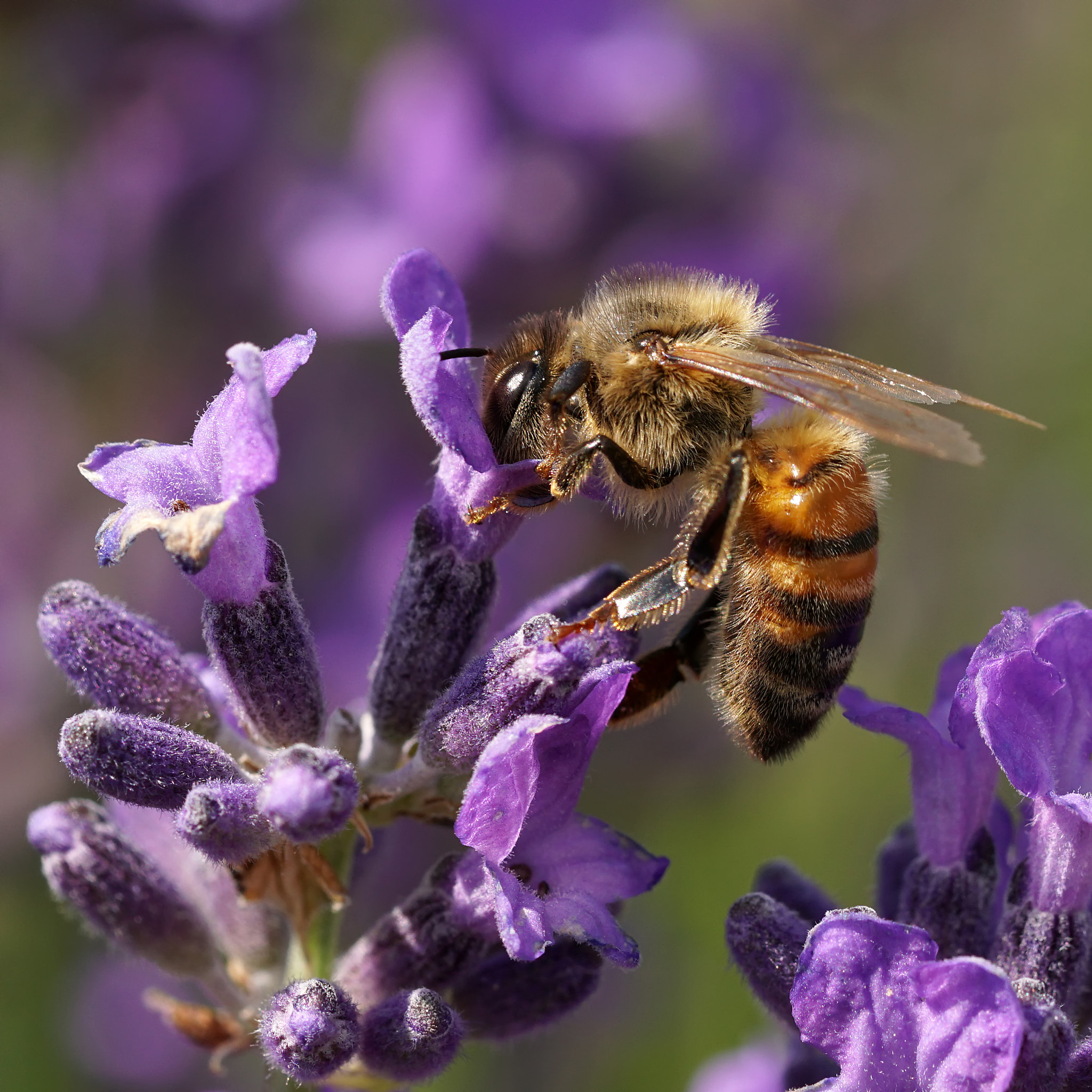 Sony a6300 + Sony FE 90mm F2.8 Macro G OSS sample photo. Lavender inspection photography