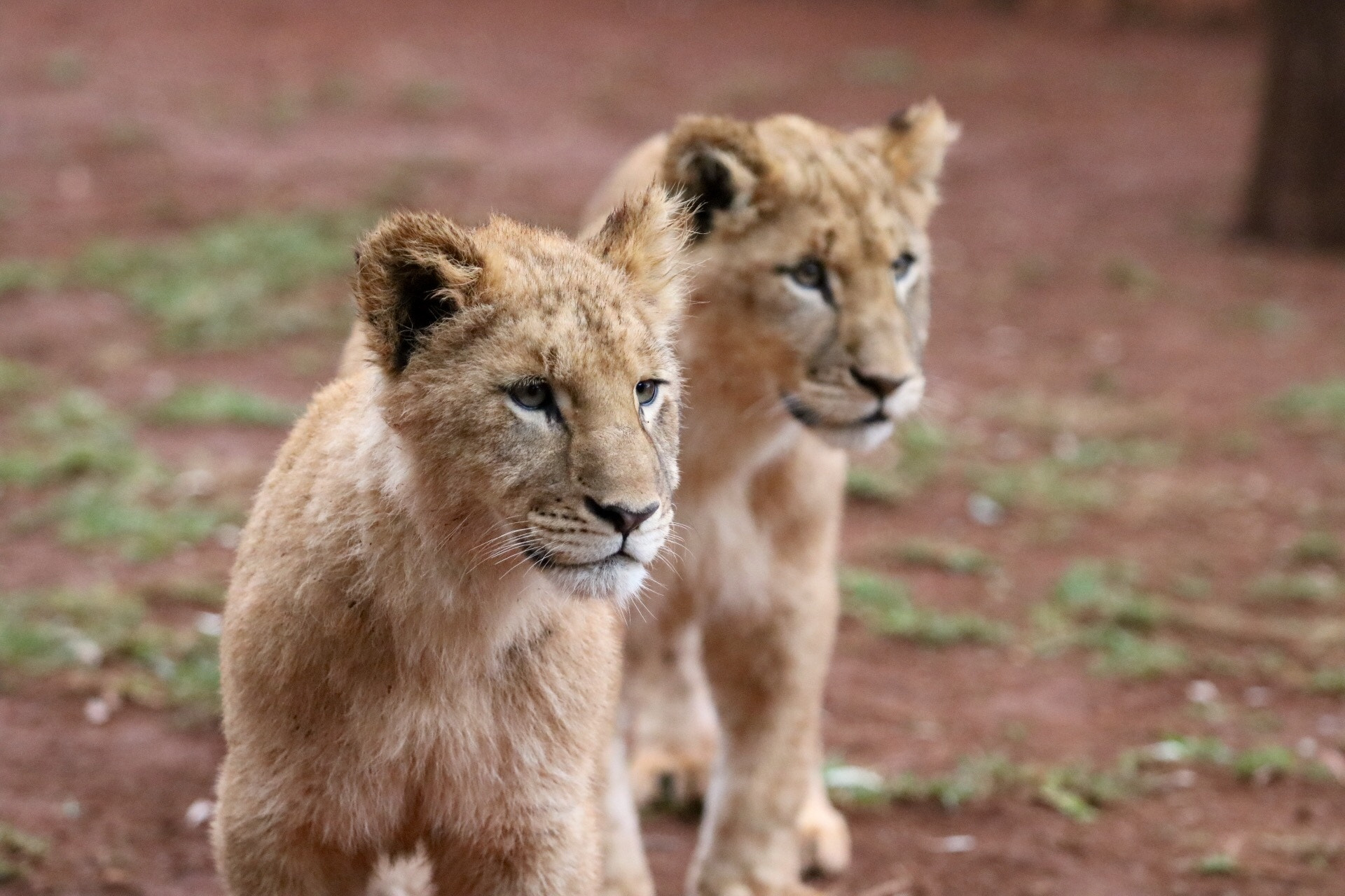 Canon EF 70-200mm F2.8L USM sample photo. Lions photography