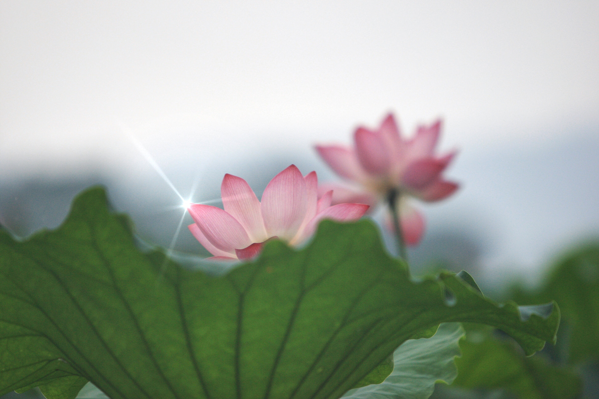 Canon EF 70-200mm F2.8L IS USM sample photo