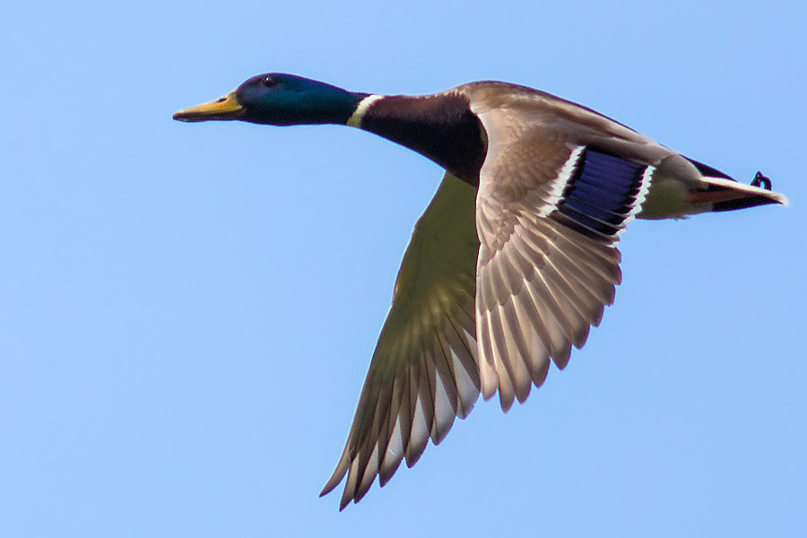 Canon EF 300mm F4L IS USM sample photo. Ente photography