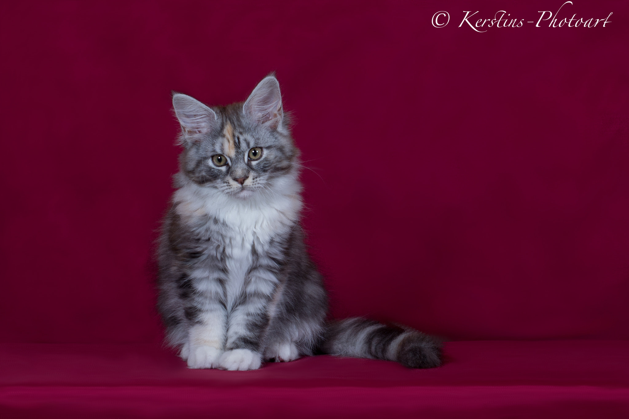Nikon D7100 + AF Nikkor 50mm f/1.8 sample photo. Maincoon #aestheticoons diamond league photography