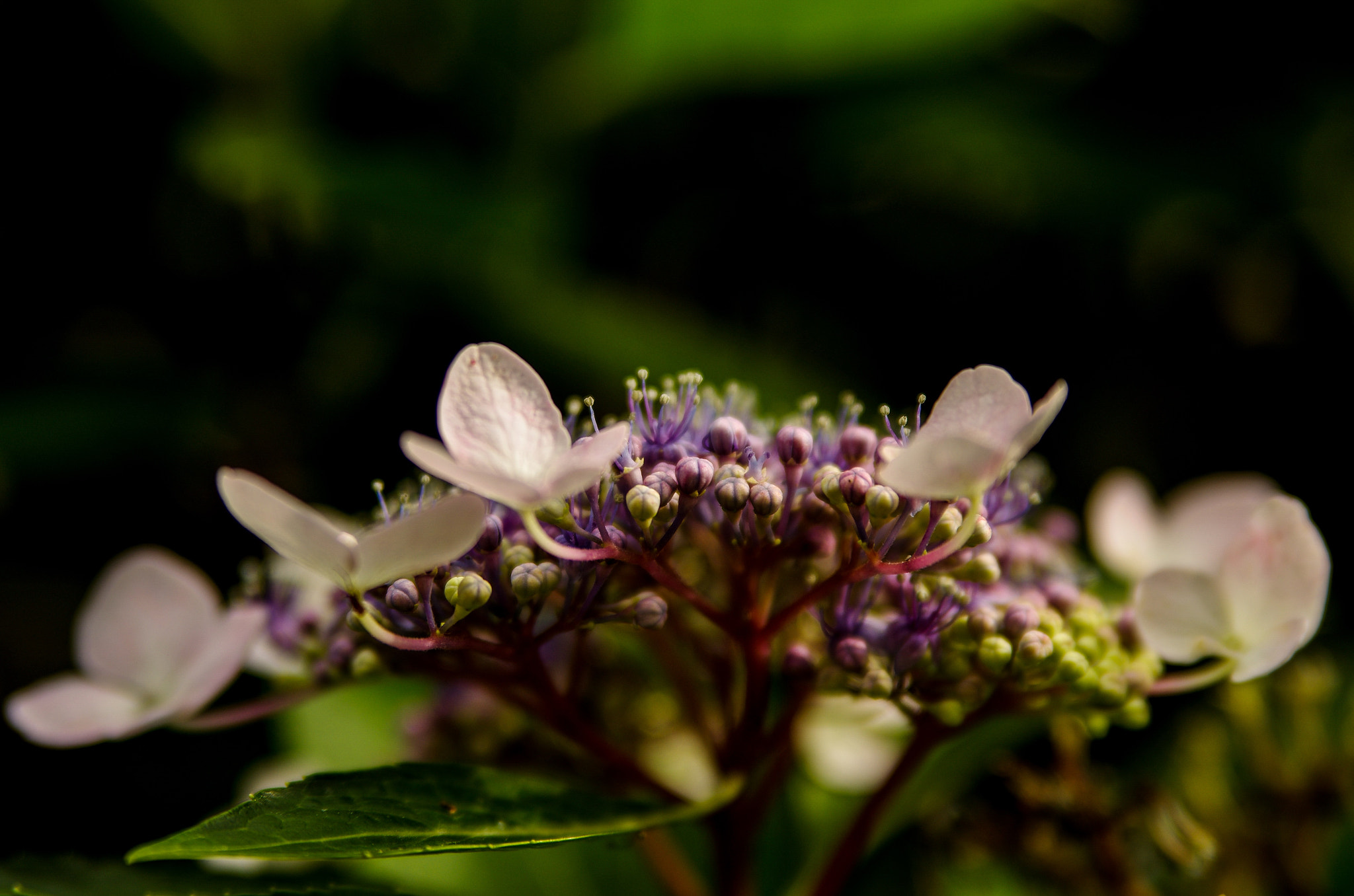 Tamron AF 28-75mm F2.8 XR Di LD Aspherical (IF) sample photo