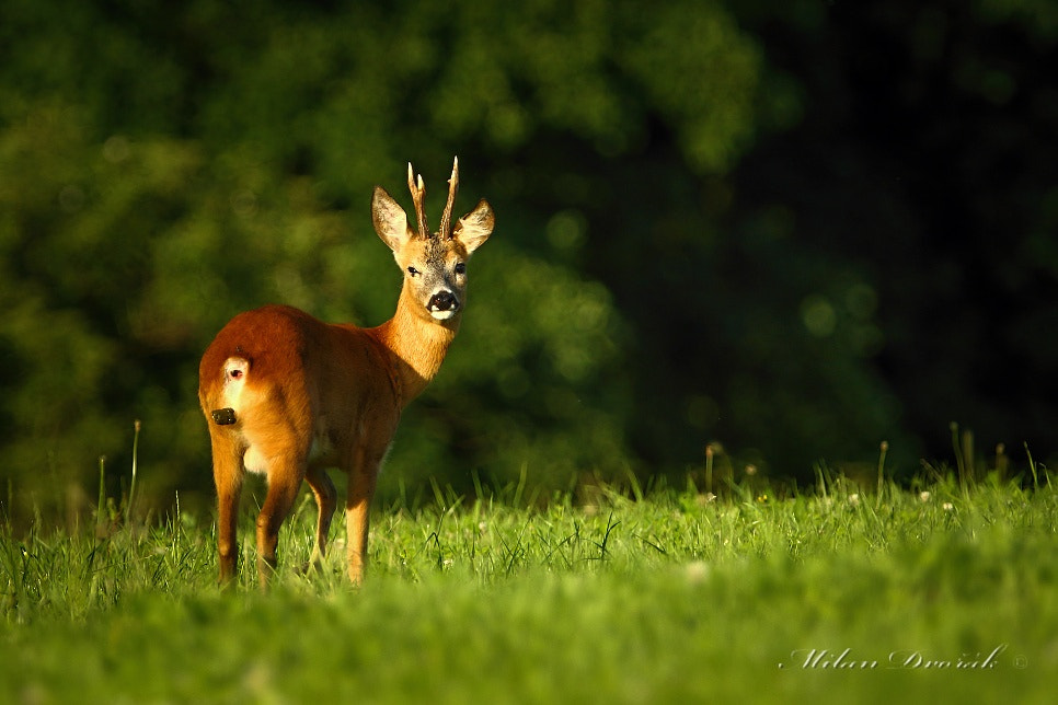 Canon EOS 7D Mark II + Canon EF 300mm F2.8L IS USM sample photo. In the evening it just came to me photography