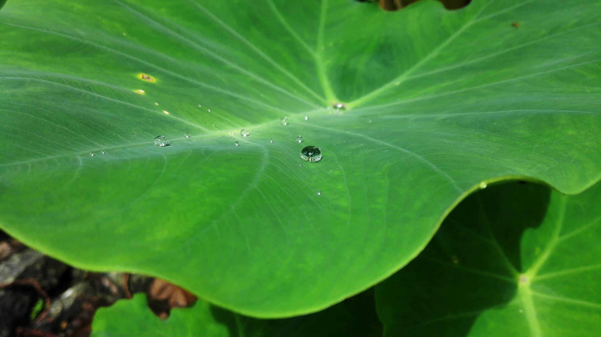 HUAWEI H60-L04 sample photo. Water pearls photography