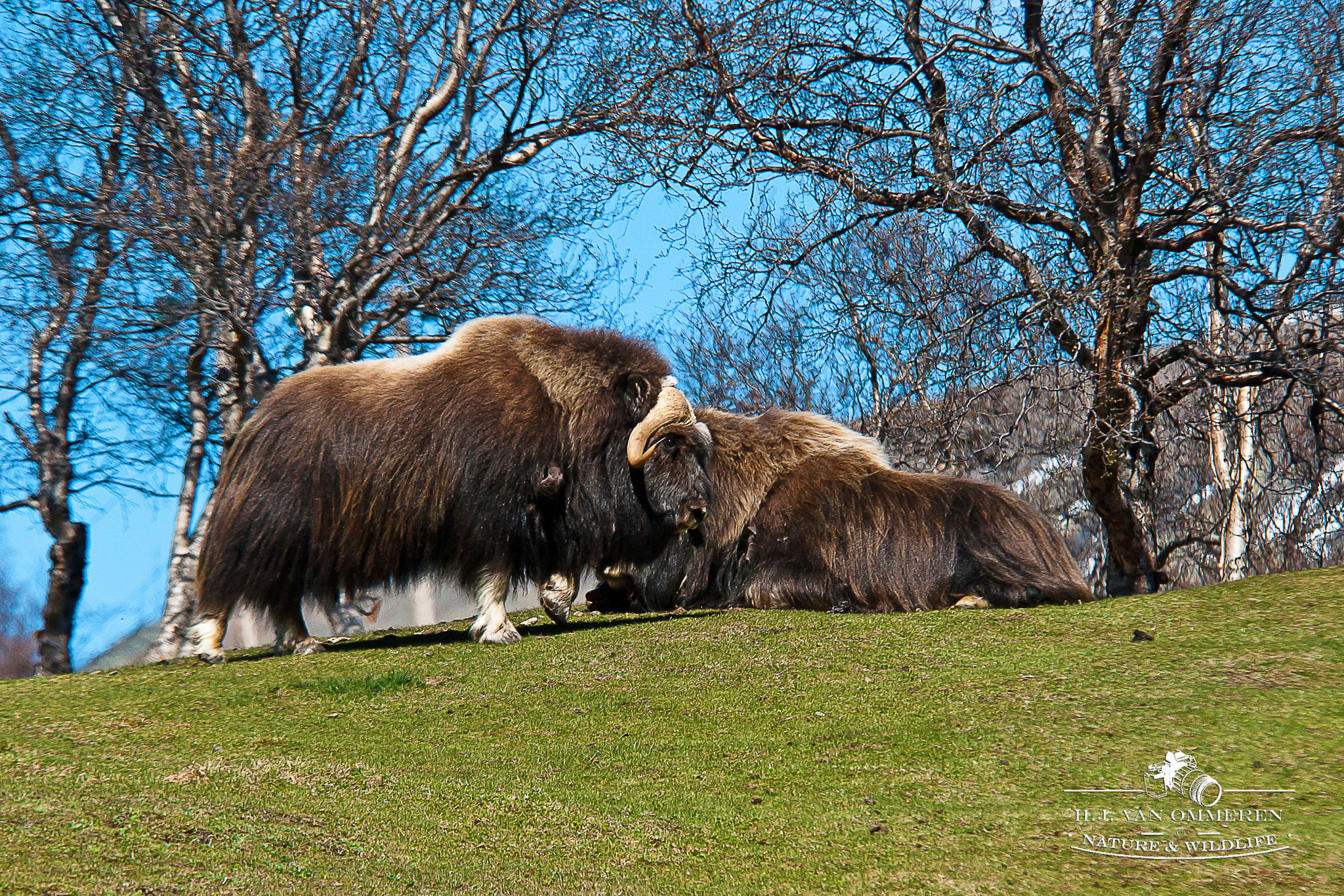 Nikon D200 sample photo. Moskus (musk ox) near kongsvoll, dovrefjell. photography