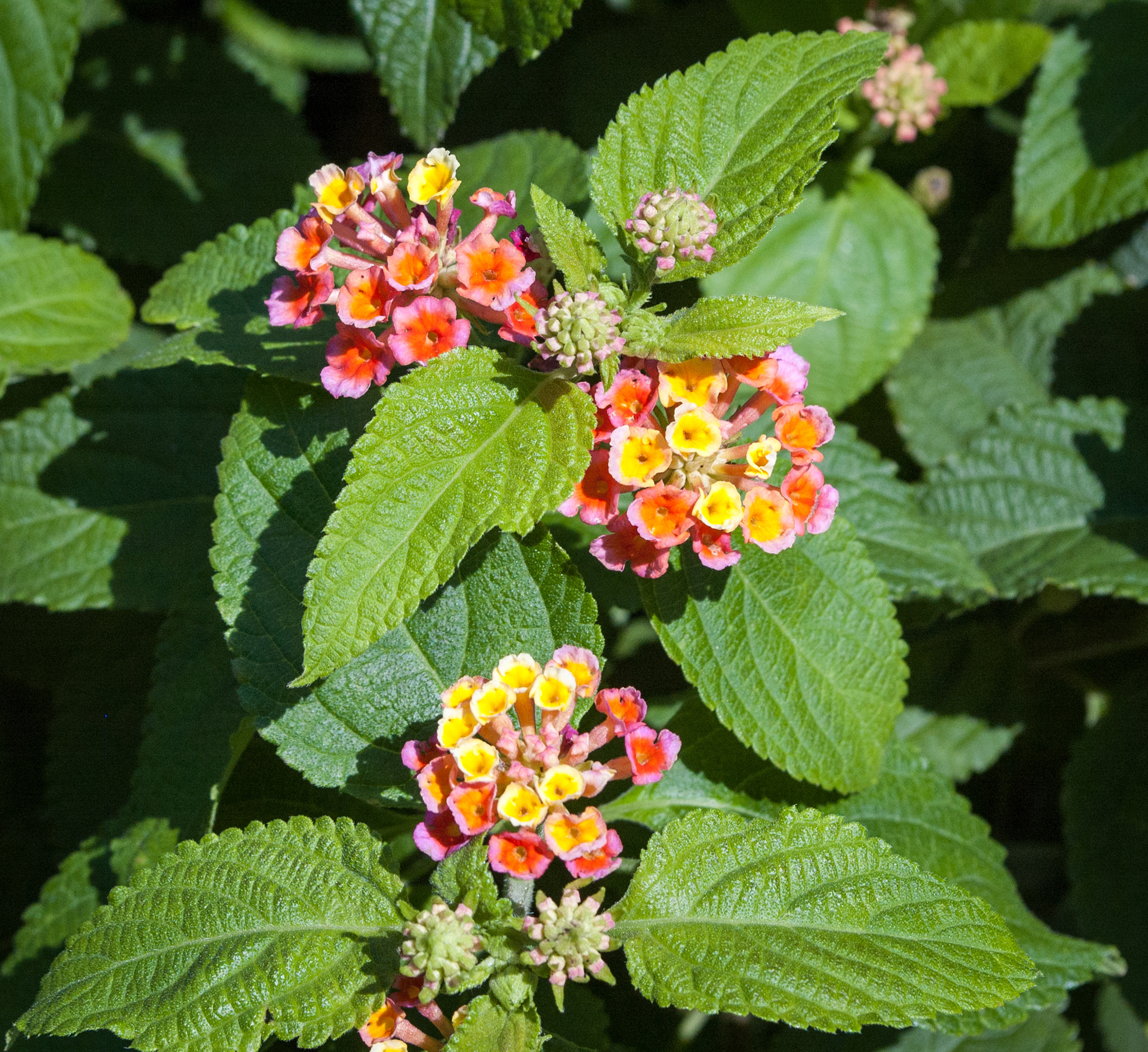 Nikon D70 sample photo. Luscious lantana photography