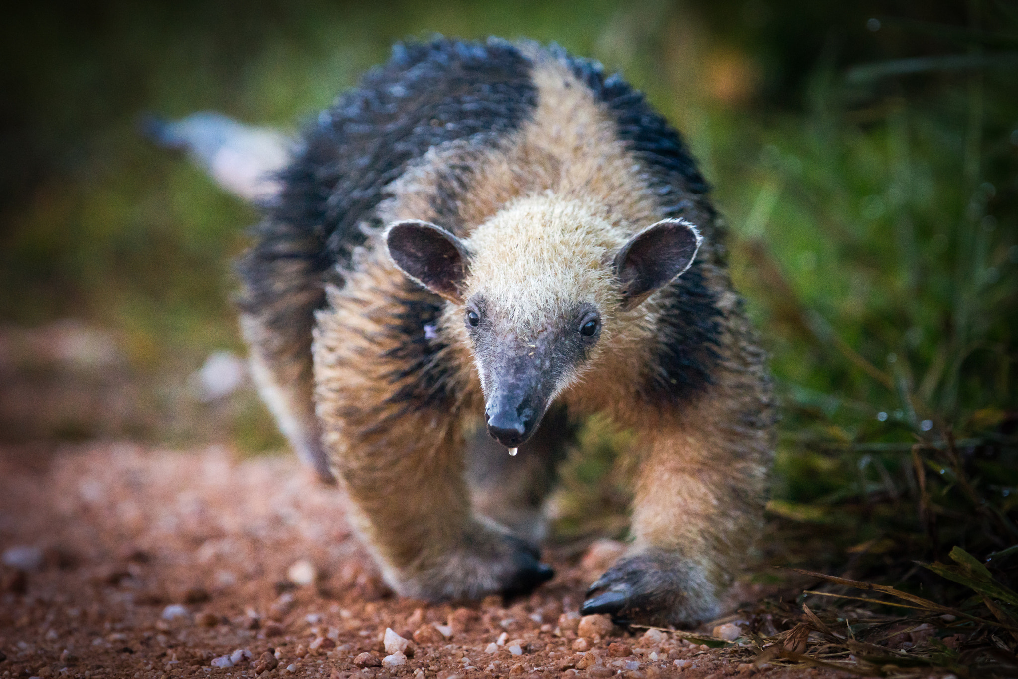 300mm F2.8 G sample photo. Southern tamandua 2 photography