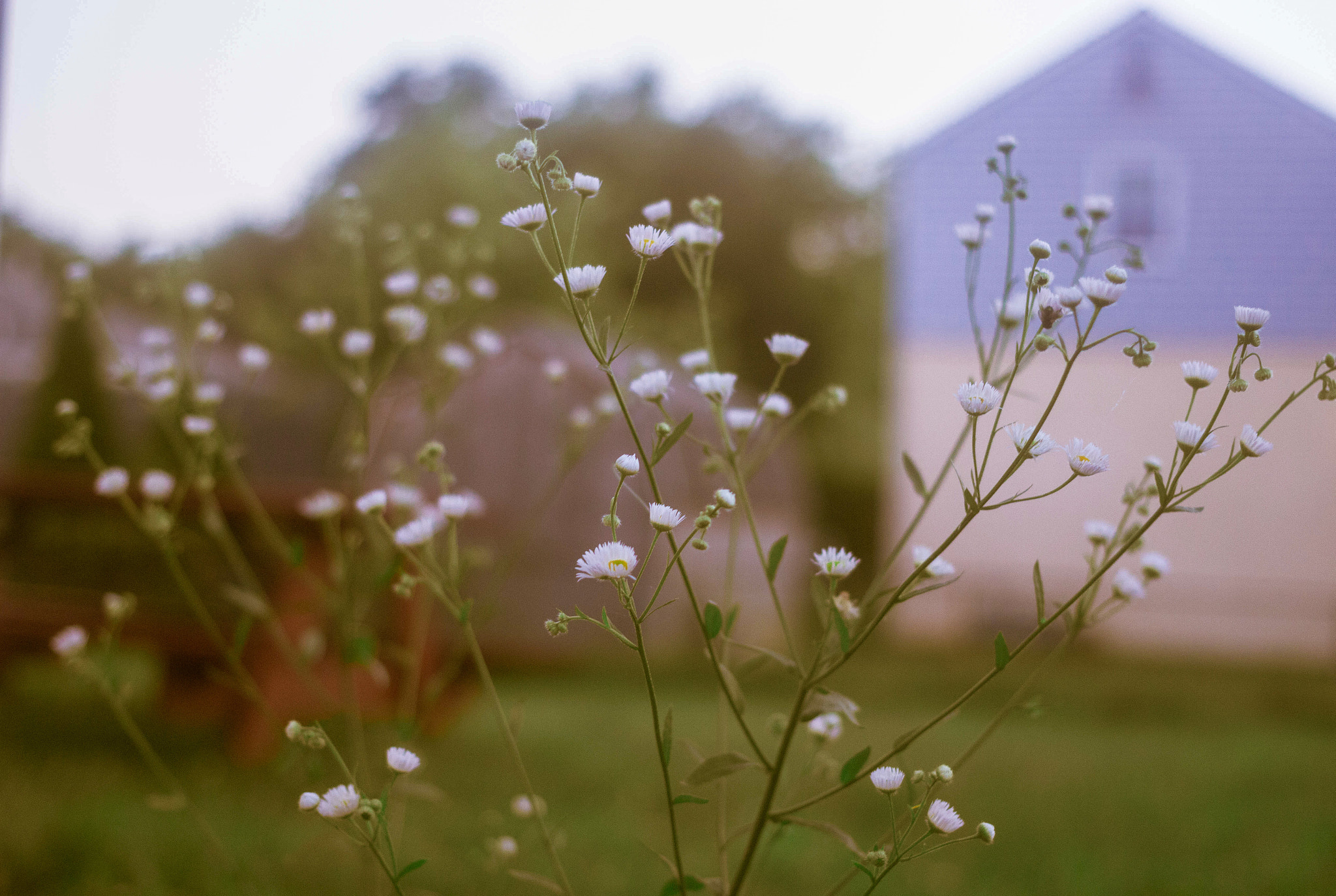 Canon EF 40mm F2.8 STM sample photo. Relaxing in my backyard at 6 am photography