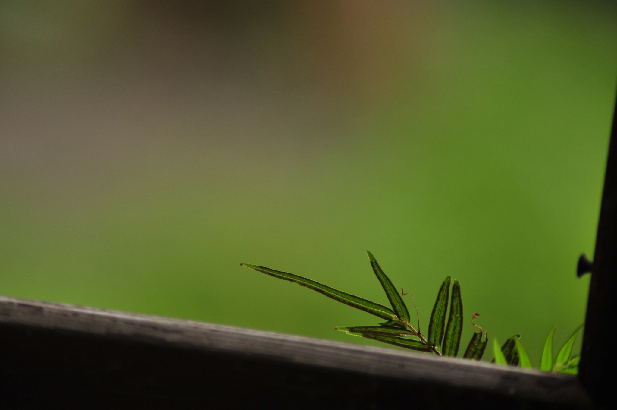 Nikon D300 + Manual Lens No CPU sample photo. .. photography