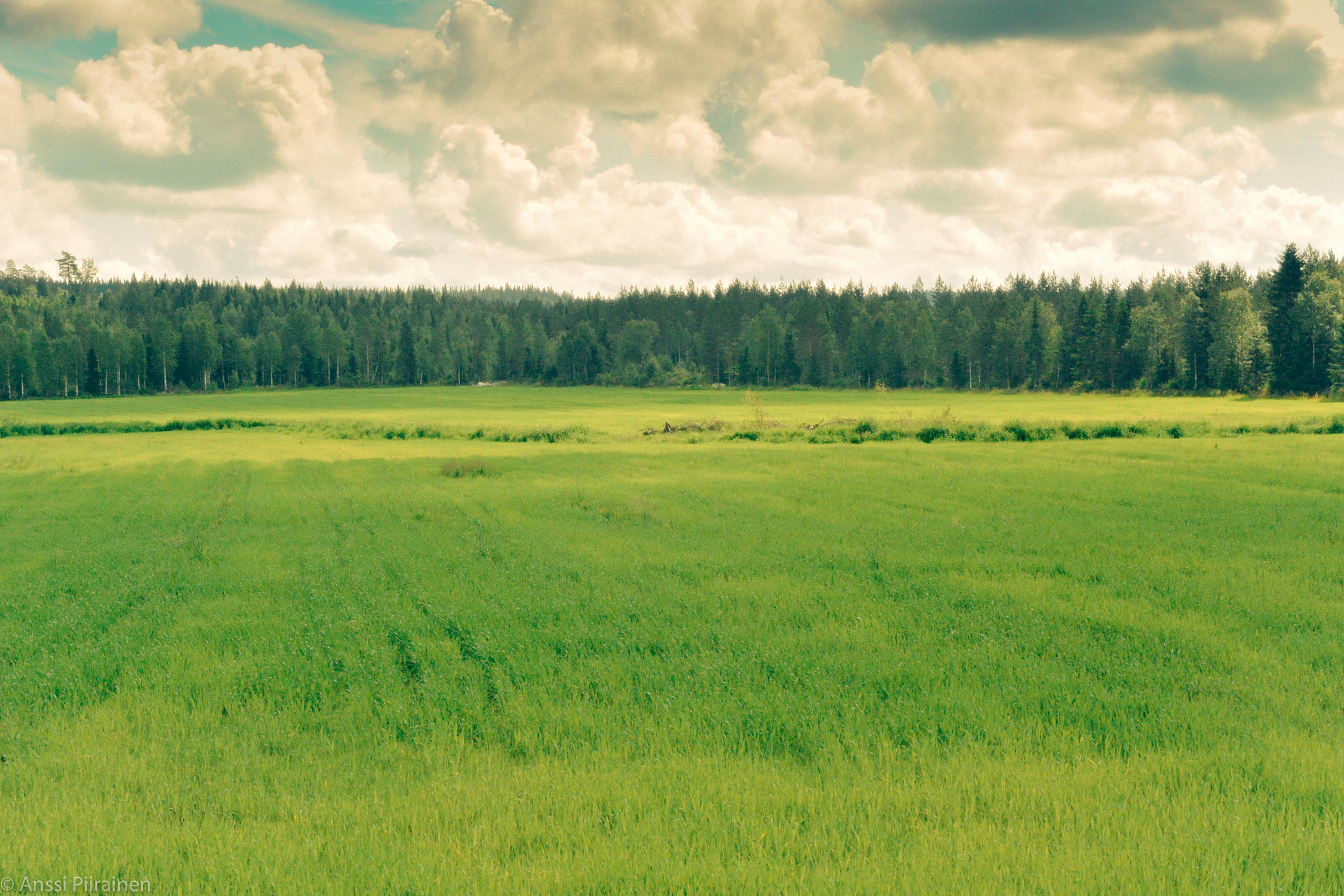 Nikon 1 V2 sample photo. Green is the grass photography