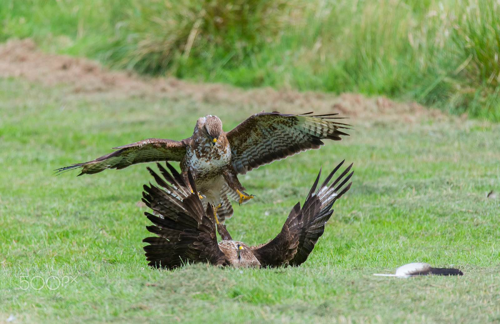 Nikon D610 + Sigma 150-600mm F5-6.3 DG OS HSM | S sample photo. Two buzzards and a feather photography