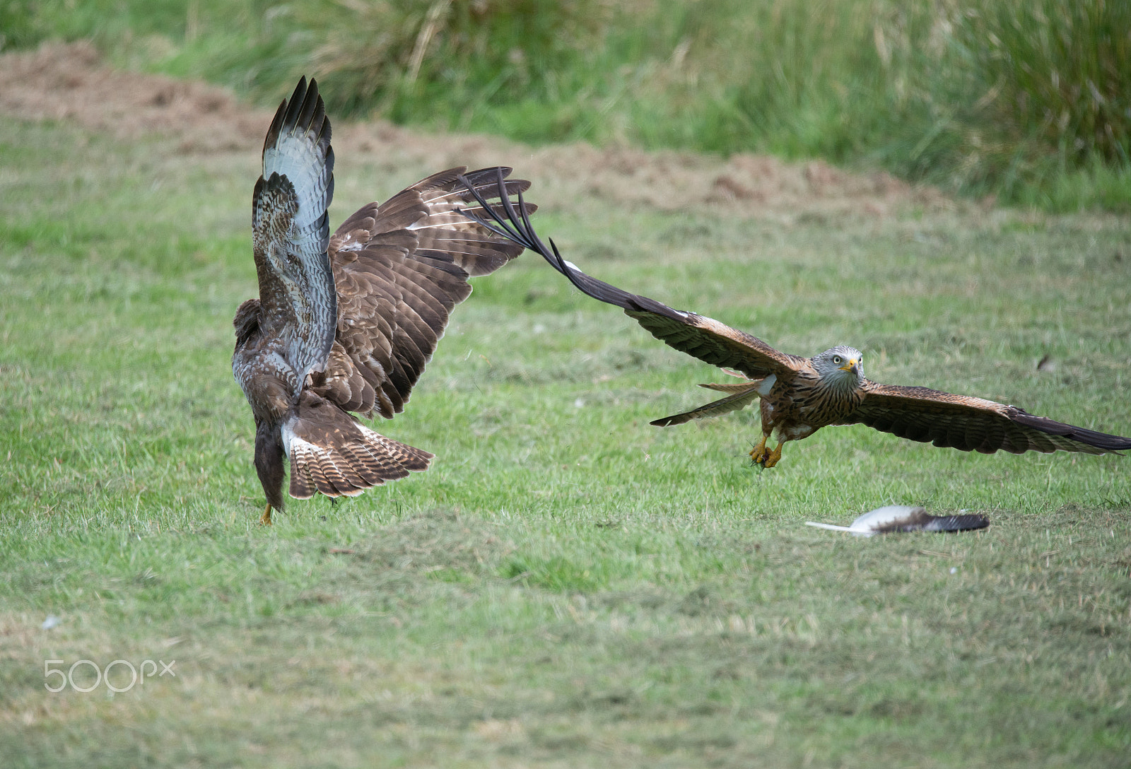 Sigma 150-600mm F5-6.3 DG OS HSM | S sample photo. Buzzard and a red kite photography