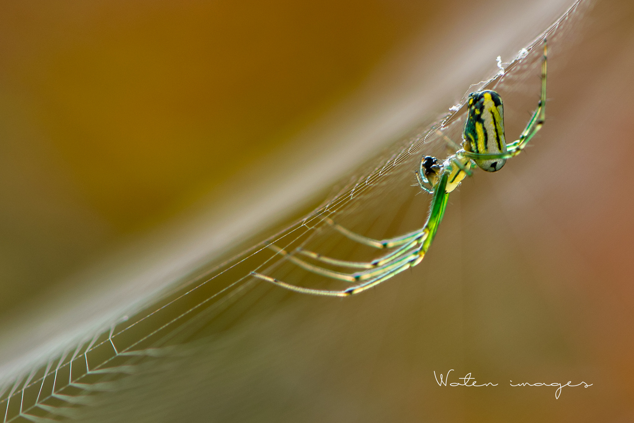 Nikon AF-S Micro-Nikkor 105mm F2.8G IF-ED VR sample photo. Spider photography