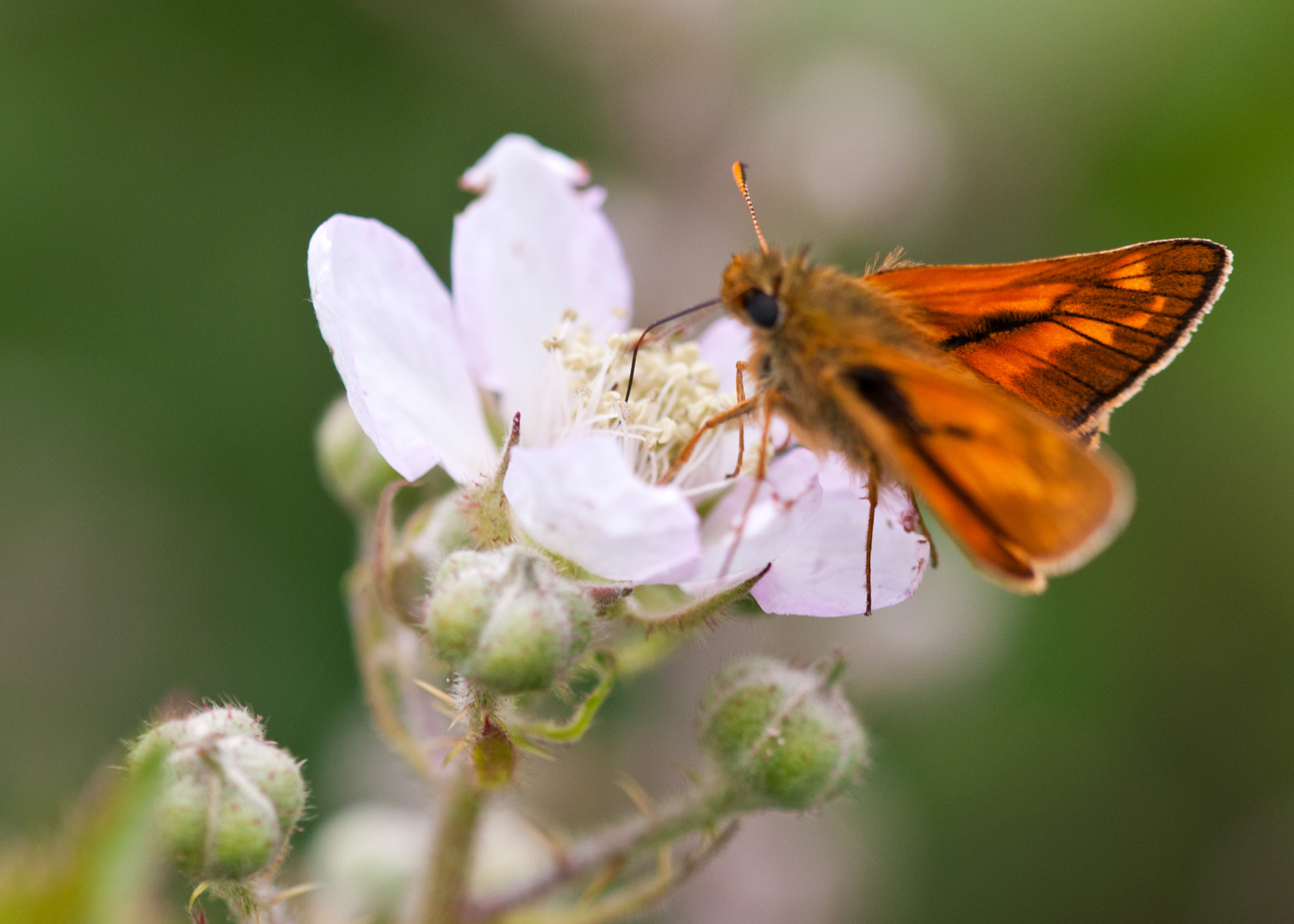 Sigma 105mm F2.8 EX DG OS HSM sample photo. Butterfly feeding photography