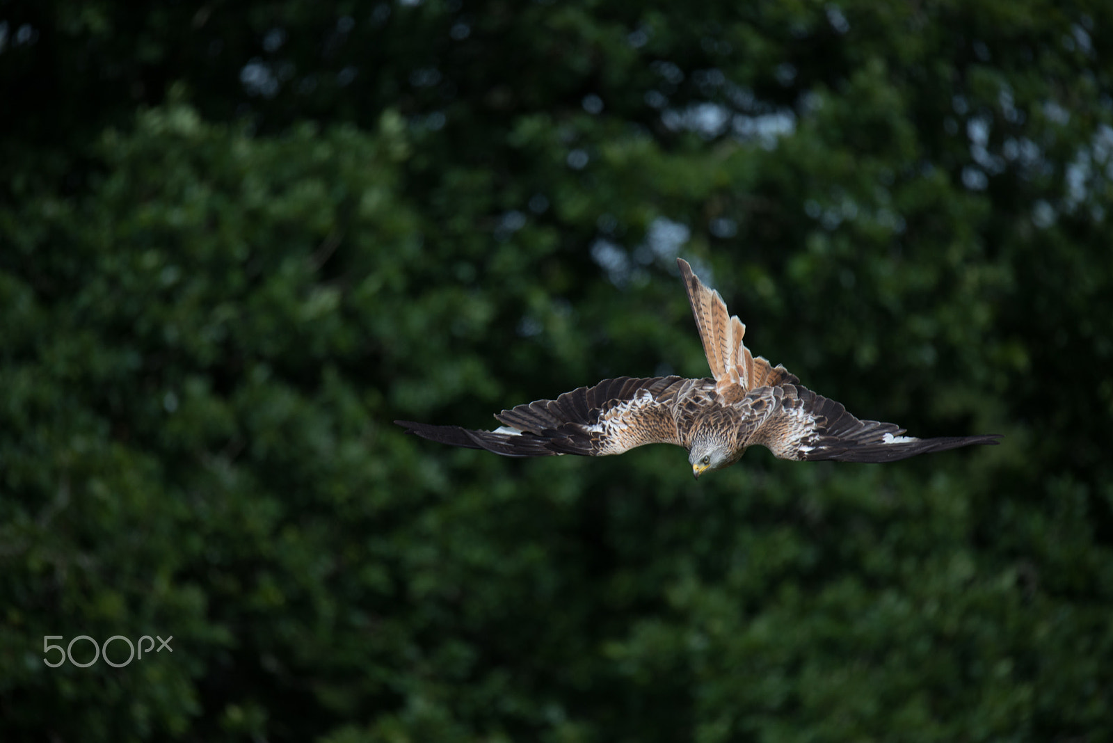 Sigma 150-600mm F5-6.3 DG OS HSM | S sample photo. Red kite photography