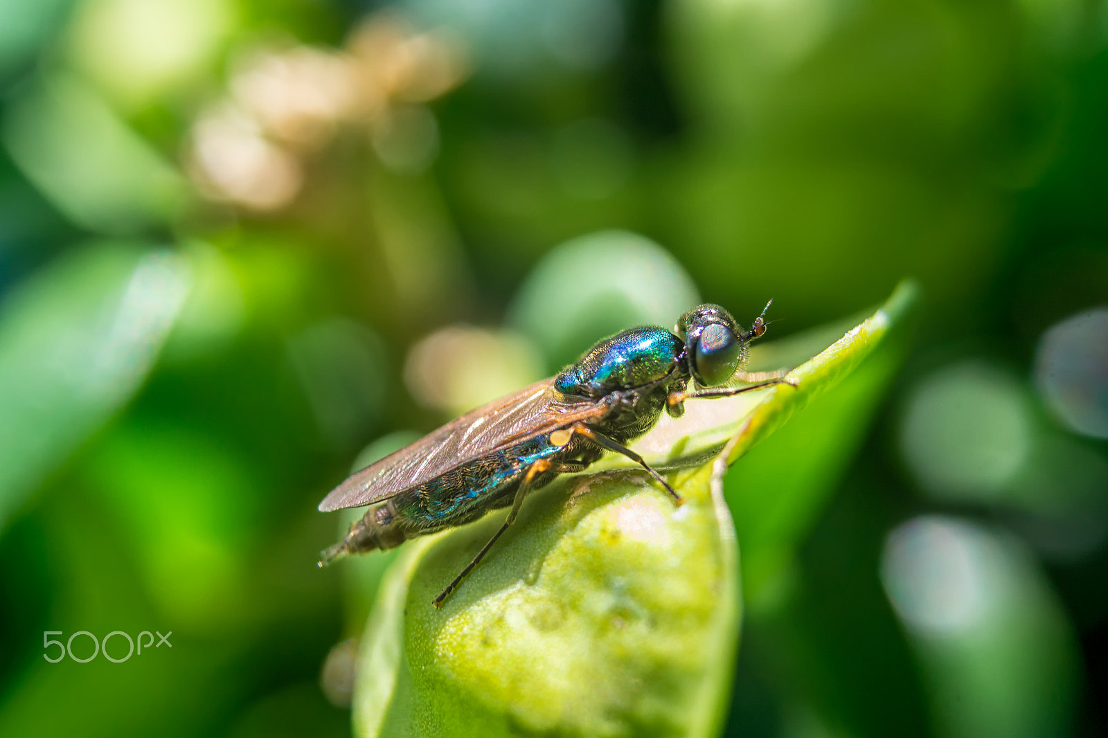 Samsung NX1000 + Samsung NX 20-50mm F3.5-5.6 ED sample photo. Cleg fly in the garden photography