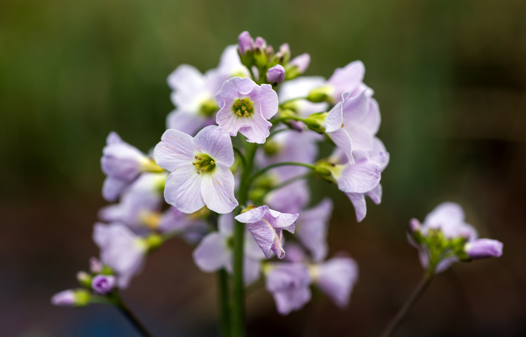 Nikon D800 + AF Micro-Nikkor 60mm f/2.8 sample photo. Who's in the wrong nest? photography