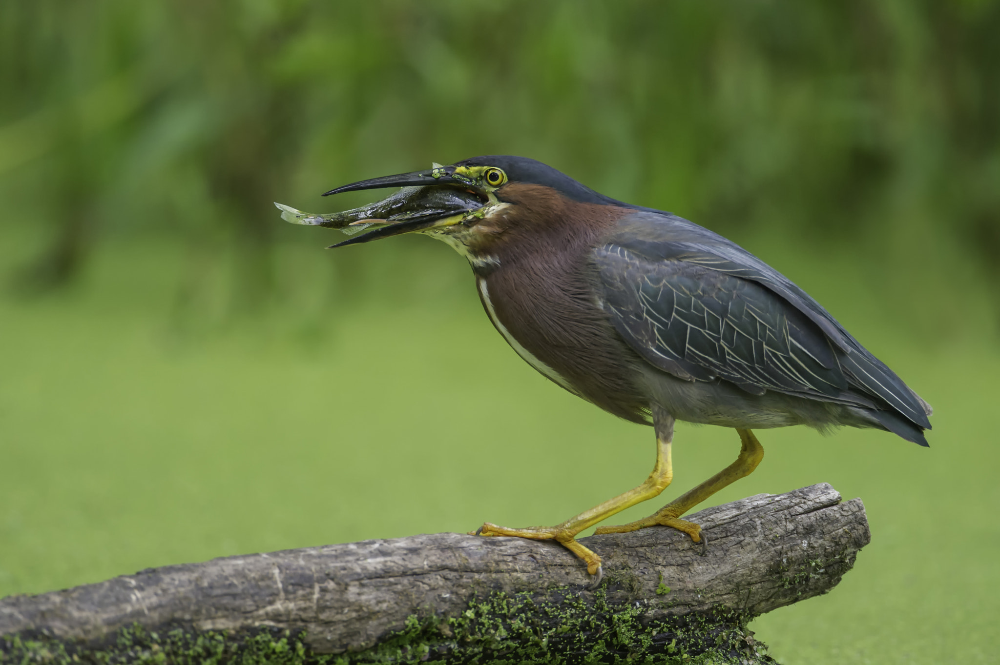 Nikon D3S + Nikon AF-S Nikkor 600mm F4G ED VR sample photo. The big gulp... photography