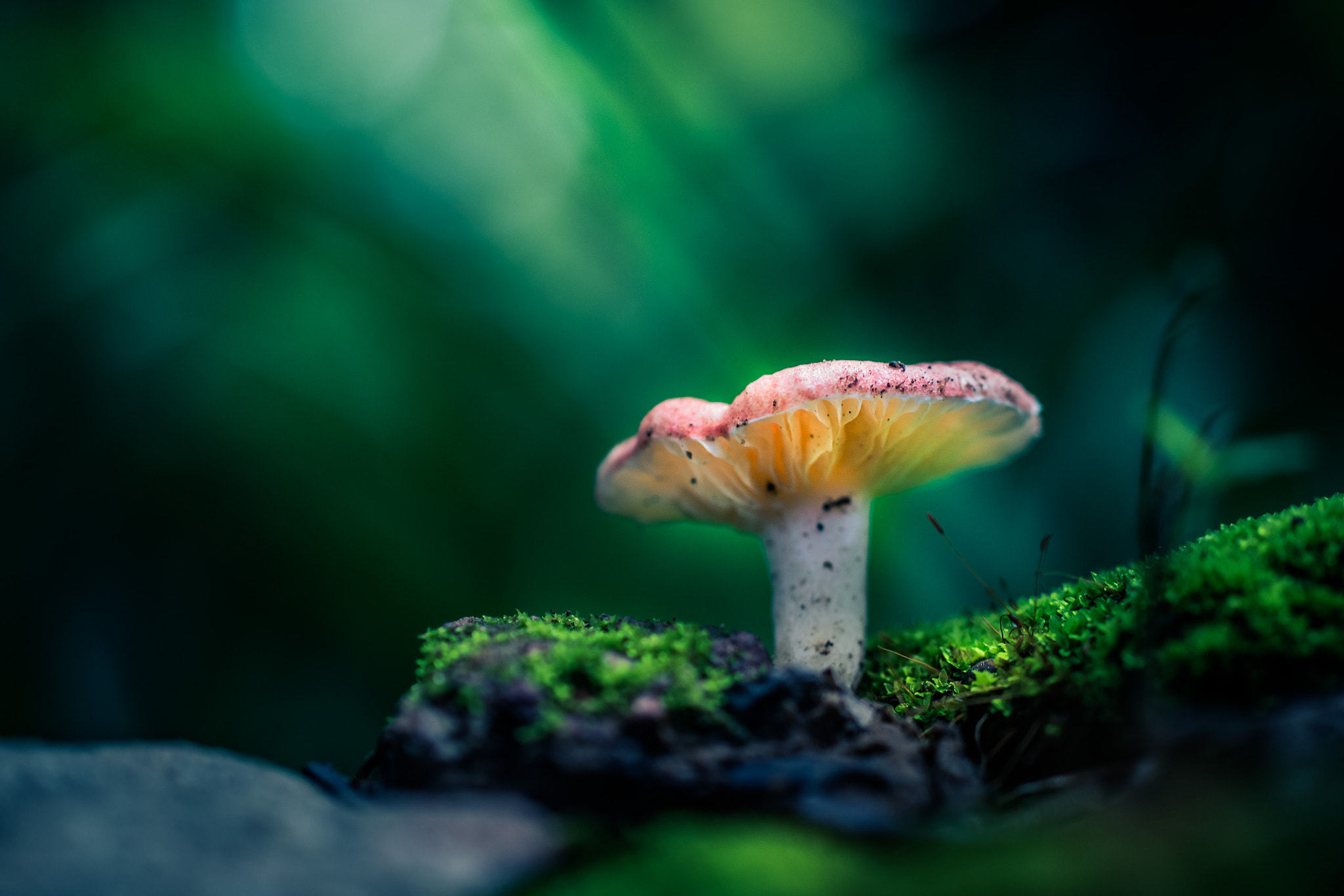 Nikon D5200 + Sigma 50mm F2.8 EX DG Macro sample photo. .mushroom. photography