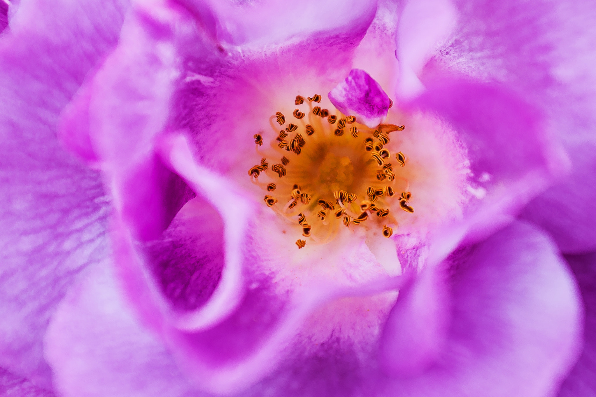 AF Zoom-Nikkor 28-85mm f/3.5-4.5 sample photo. The heart of things photography