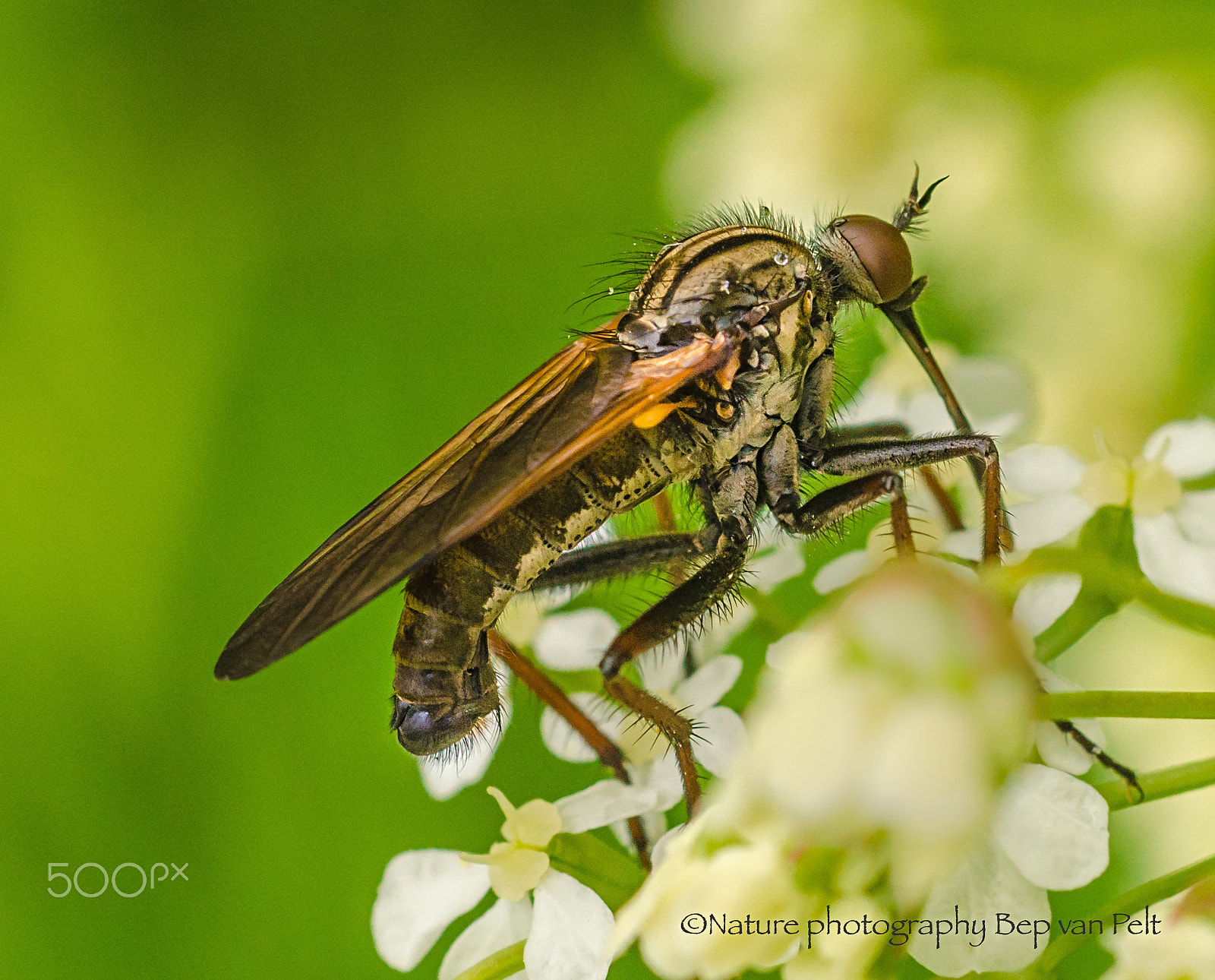 Nikon D7000 + Sigma 50mm F2.8 EX DG Macro sample photo. Male dance fly photography