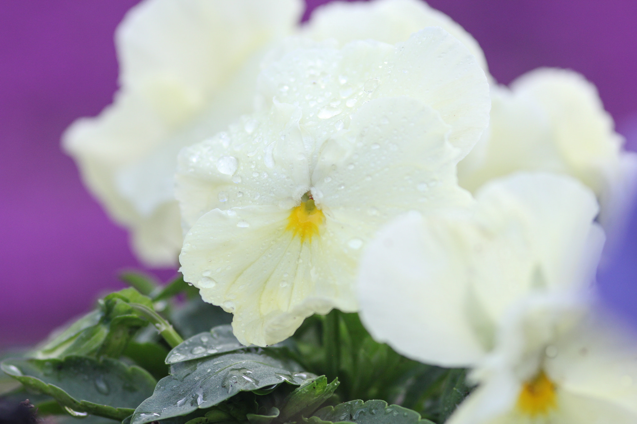 Canon EOS 60D + Sigma 105mm F2.8 EX DG Macro sample photo. After the rain - après la pluie photography