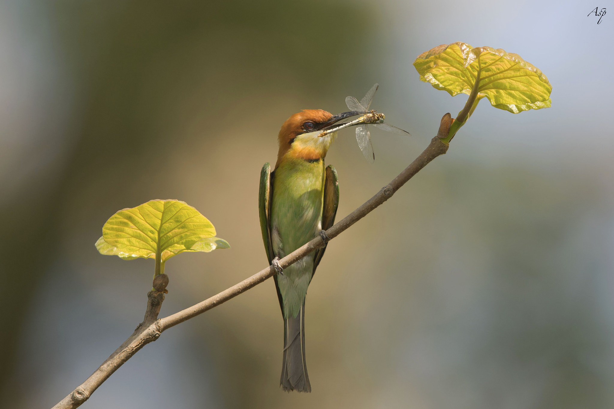 Canon EF 600mm F4L IS II USM sample photo. Chestnut-headed bee-eater. photography