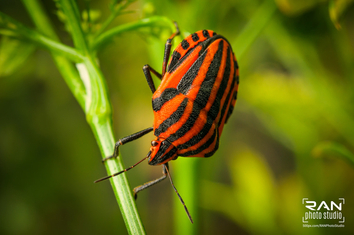 Nikon AF-S Micro-Nikkor 60mm F2.8G ED sample photo. Striped shield bug photography