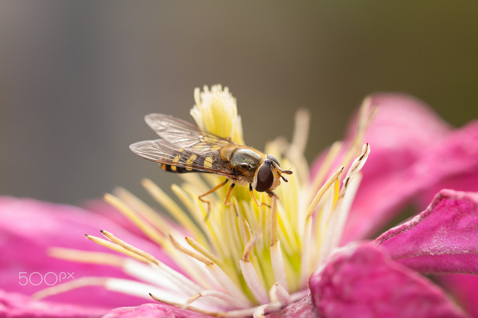 Canon EOS 40D + Sigma 105mm F2.8 EX DG OS HSM sample photo. Hover fly on clematis photography
