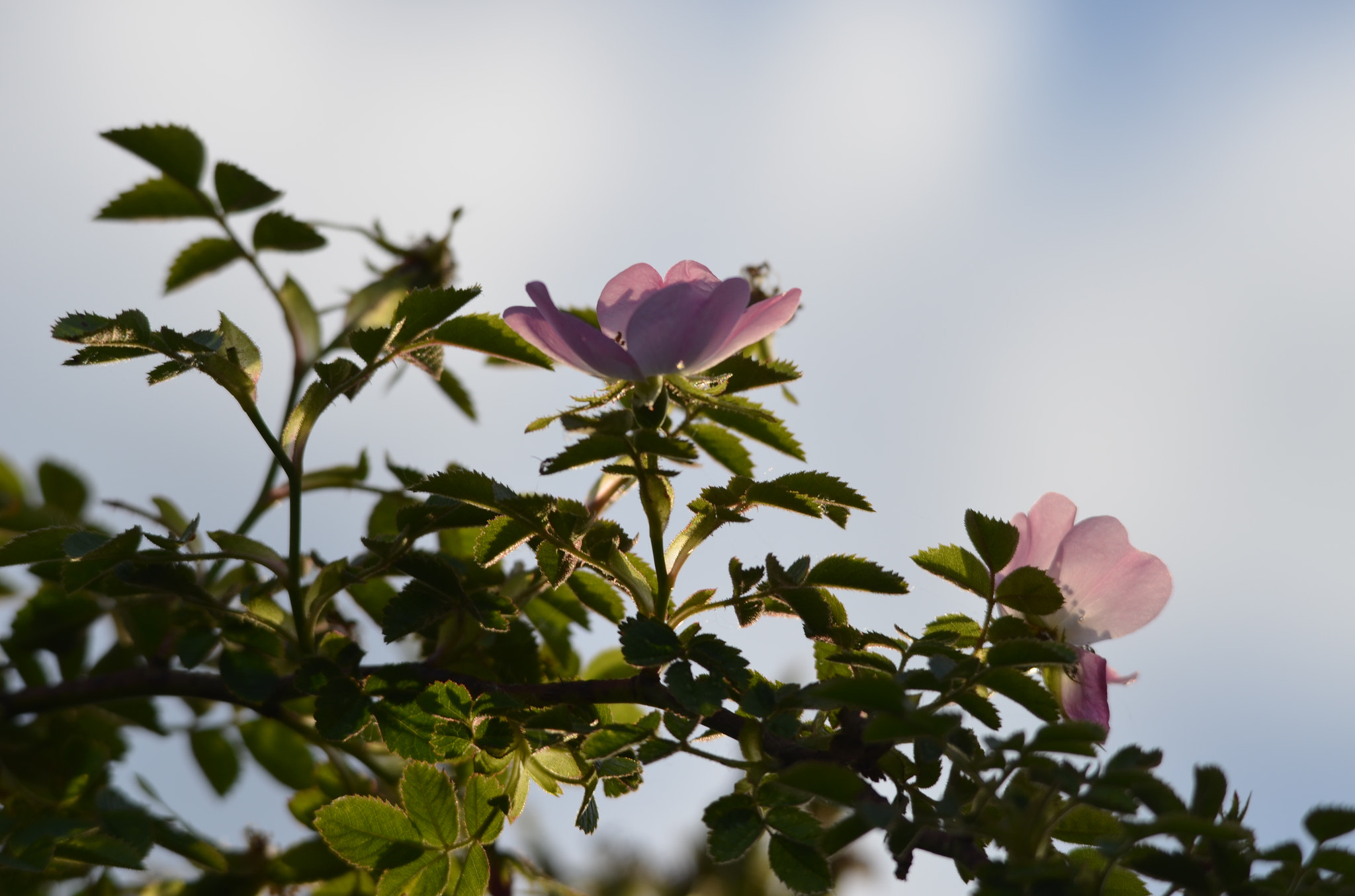 Sigma 120-400mm F4.5-5.6 DG OS HSM sample photo. Flowers photography