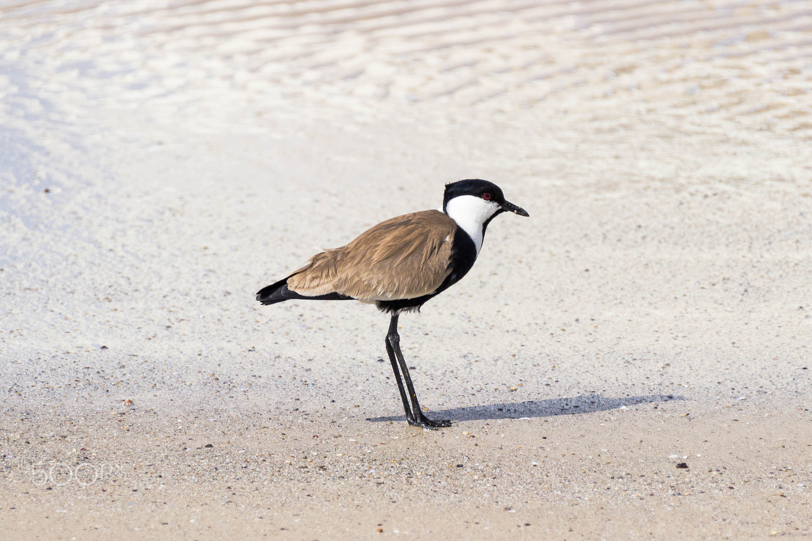 Canon EOS 600D (Rebel EOS T3i / EOS Kiss X5) sample photo. Spur-winged lapwing photography