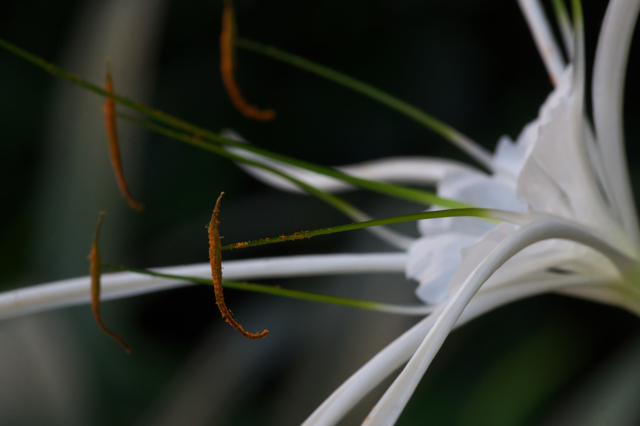 Pentax K-3 + Pentax smc D-FA 100mm F2.8 Macro WR sample photo