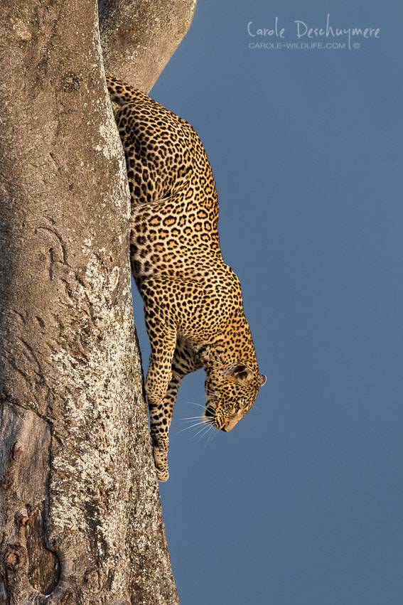 Canon EOS-1D X + Canon EF 200-400mm F4L IS USM Extender 1.4x sample photo. Leaping leopard photography
