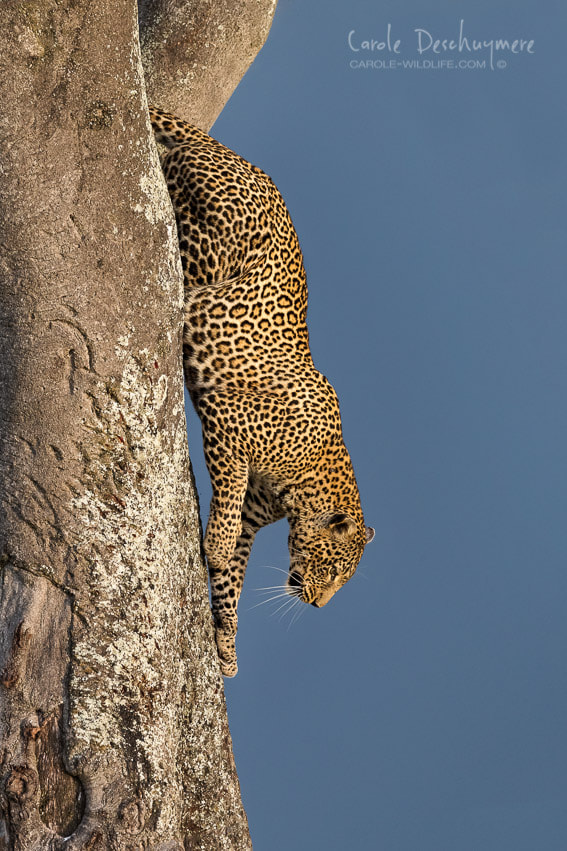 Canon EF 200-400mm F4L IS USM Extender 1.4x sample photo. Leaping leopard photography