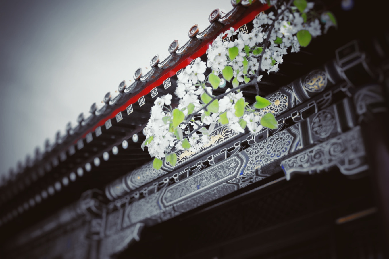 Canon EF-S 18-200mm F3.5-5.6 IS sample photo. The flower in the forbidden city photography