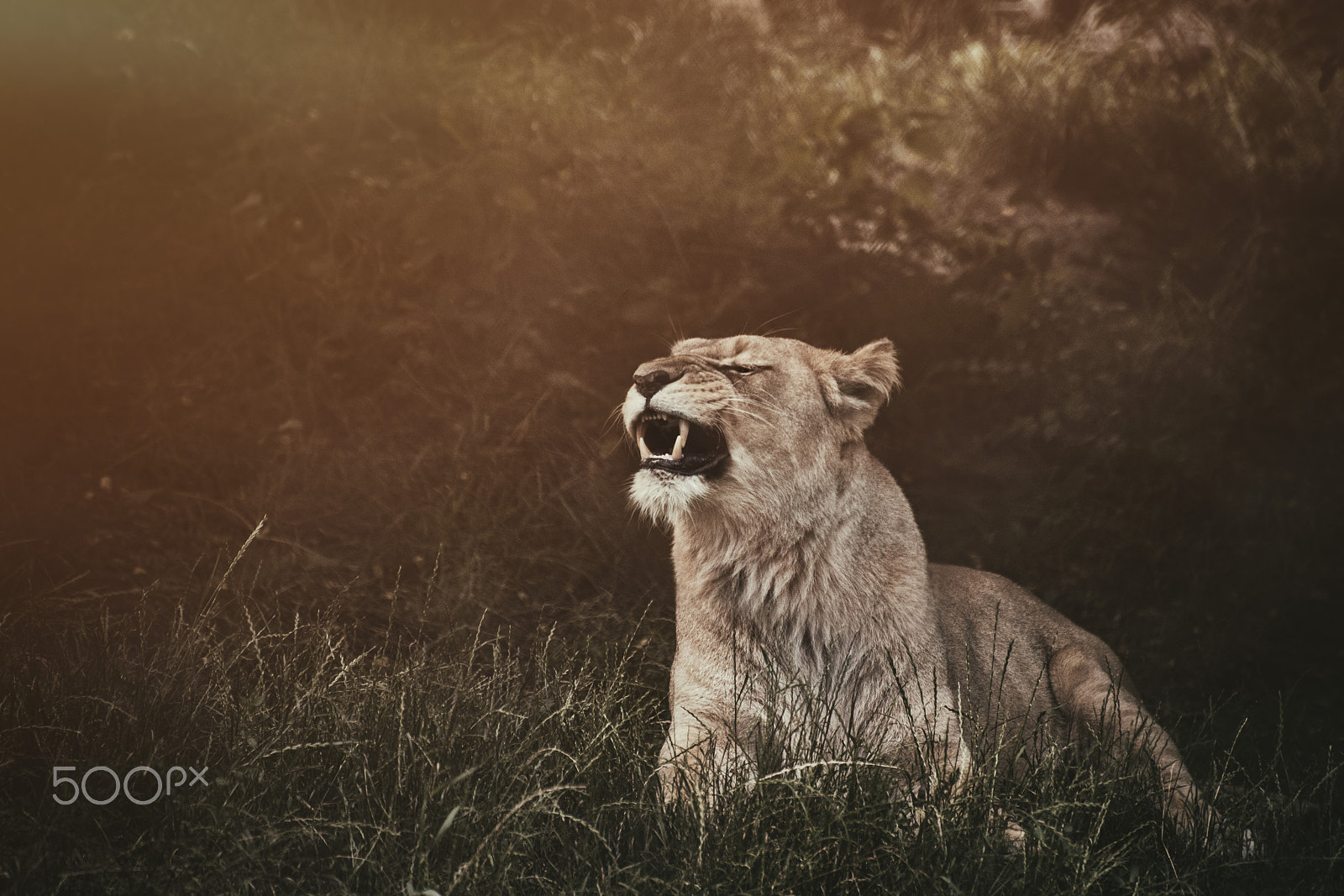 Nikon D3 sample photo. Roar photography